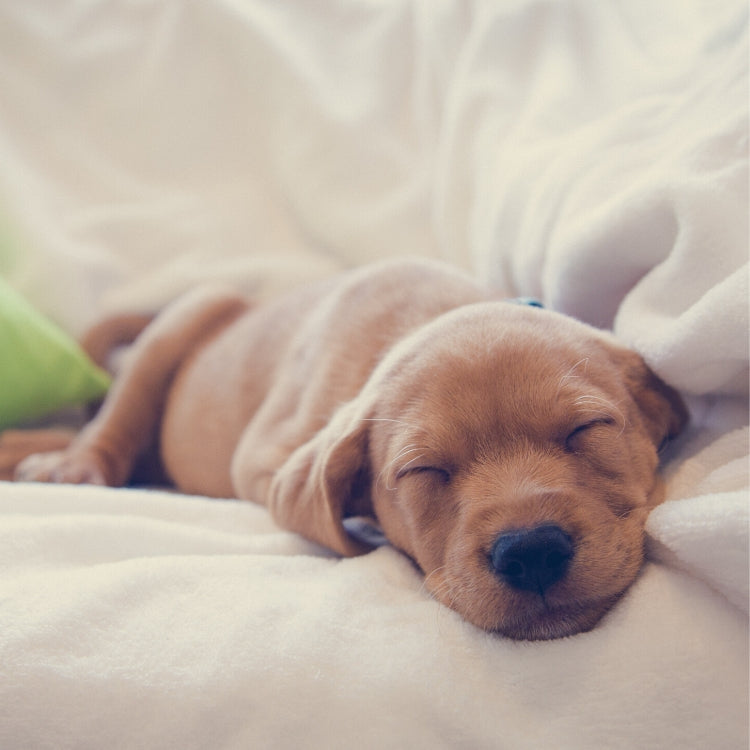 Glow All Winter Long with These Sleep Tips